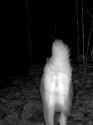 DoeShow_thumb.jpg