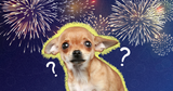 dog-fireworks
