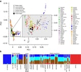 PCA_Admixture_analysis_Ancient_Egyptian_mummies.webp