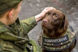 mine clearing dog