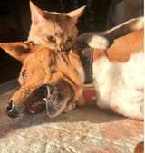 cat-chomps-doggo