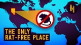 rat-free-alberta