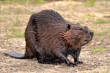 Beaver%2C_American