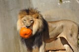 lionandpumpkin