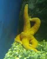 starfish-butt6