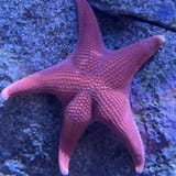 starfish-butt19