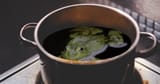 Frog-in-Pot-1024x536