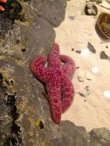 starfish-butt10