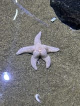 spotted-thicc-patrick-laying-down-with-his-ass-out-at-the-v0-ckgd5z6g3wza1