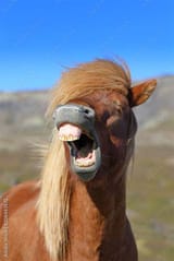 Trump-horse-loves-a-joke