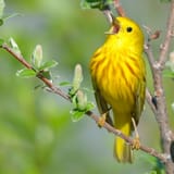 YellowWarbler_BirdShare8040381377_KeithWilliams-450x450