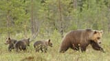 Bear and cubs