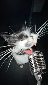 kotmicrophone