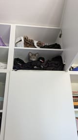 Kot in wardrobe