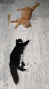 Lazy kot