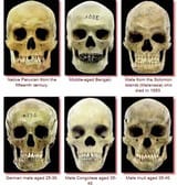 skulls2