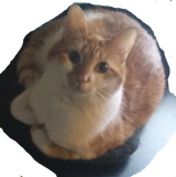 mycat