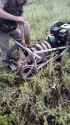 Ukrainian fighters rigged up a DIY kamikaze drone using a walk-behind tractor loaded with TM-62 anti-tank mines. Low-tech, high-impact. 05-07-2025 HD_thumb.jpg