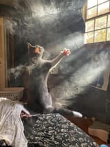 pet pet