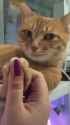 flirty_kot__thumb.jpg