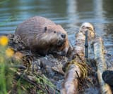 Beaver