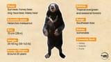 Sun bear