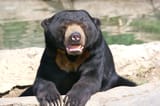 Sun_Bear_3