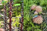 Sugarsticks &amp; Gnome Plants