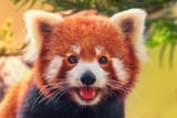 red cat