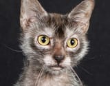 Lykoi_face_Chanan1