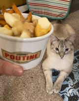 POUTKOTINE