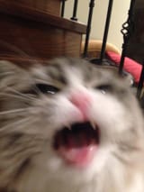 wah