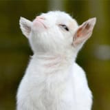 smug