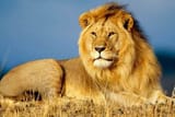 leone-africano-2-750x500