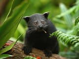 binturong-update_4x3
