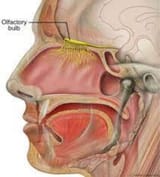 Screenshot 2025-07-05 at 12-50-36 olfactory bulb - Google Search