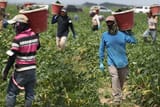 FarmworkersBrief