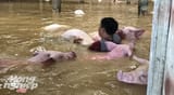 6000-pigs-drowned-by-floods-in-vietnam
