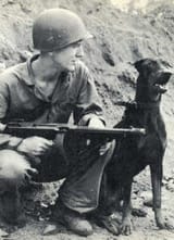 Dobermann war dogs in Guam, World War II