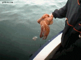 seajew