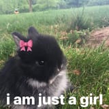 gorl