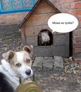 pigsappercharged