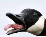 gooseh