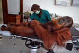 monke hospital