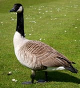 goose