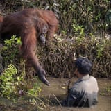 orangutan-reaching-out-man-river-snakes-anil-prabhakar-1-5e3d28ba6c820__700