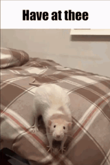 rat have at thee