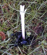 Coprinus_melted_Pa182087md