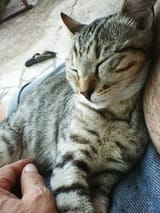 siesta