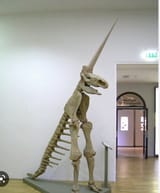 dinosaur